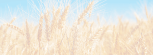 Color faded close up image of golden wheat against a blue sky