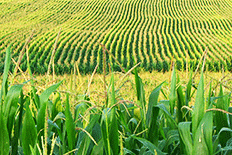 Color image of rows of tassled corn