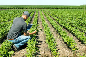 Soybean field with a man observing the plants and taking note on a tablet