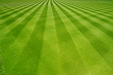 Freshly mowed grass in clear cut vertical rows