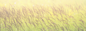 Color faded close up image of a field of grain 2