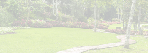 Color faded image of a landscaped grass area with a rock path surrounded by bushes and trees