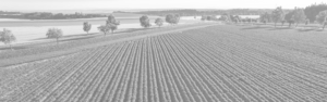 Image of field before harvest from First Western Equipment Finance